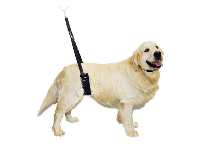 dog grooming