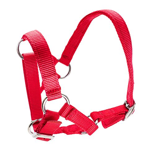 Alpaca Halter