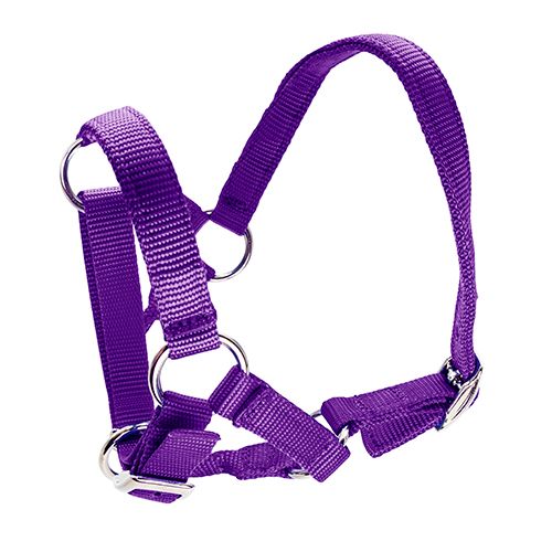 Alpaca Halter