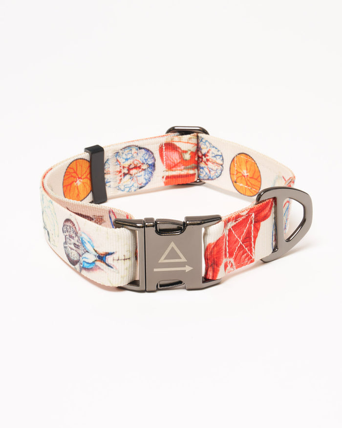 Anatomy Eco Pet Collar