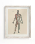 Anatomy Plate 1 Museum Print Cognitive Surplus