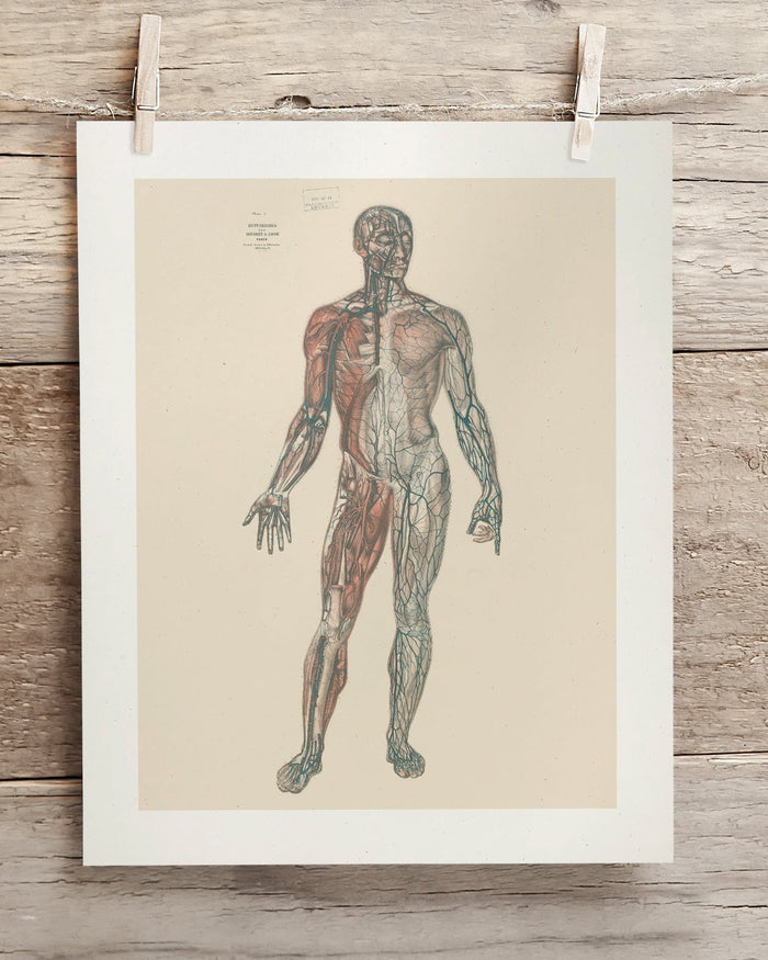 Anatomy Plate 1 Museum Print Cognitive Surplus