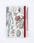 Anatomy & Physiology A5 Softcover Cognitive Surplus