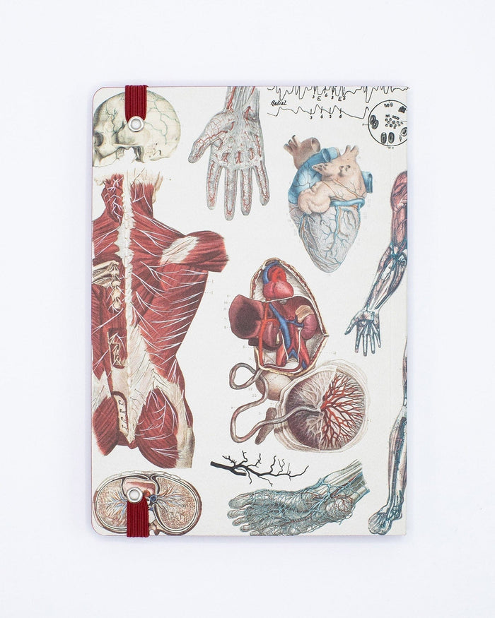 Anatomy & Physiology A5 Softcover Cognitive Surplus