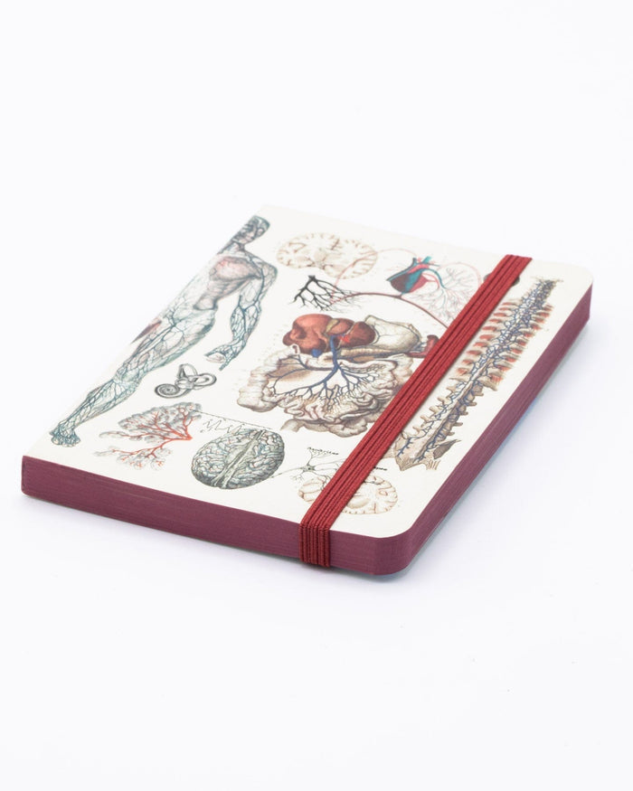 Anatomy & Physiology Observation Softcover Cognitive Surplus