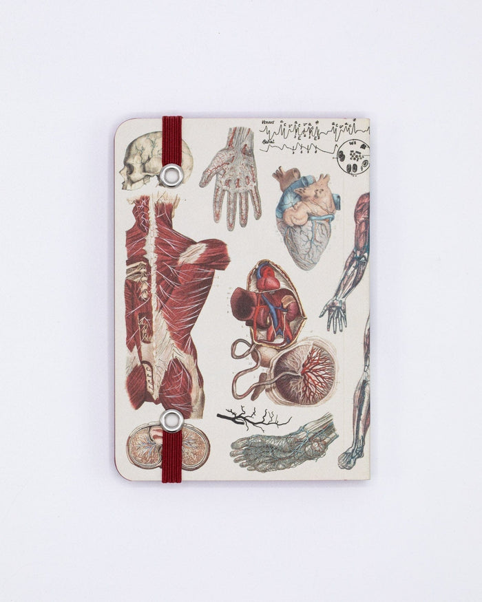 Anatomy & Physiology Observation Softcover Cognitive Surplus