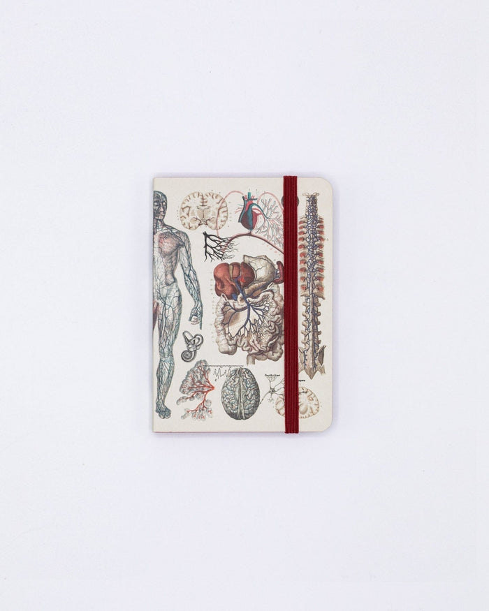Anatomy & Physiology Observation Softcover Cognitive Surplus