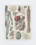 Anatomy: Vascular Hardcover - Dot Grid Cognitive Surplus