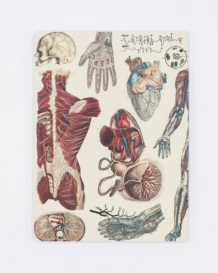 Anatomy: Vascular Softcover - Lined Cognitive Surplus