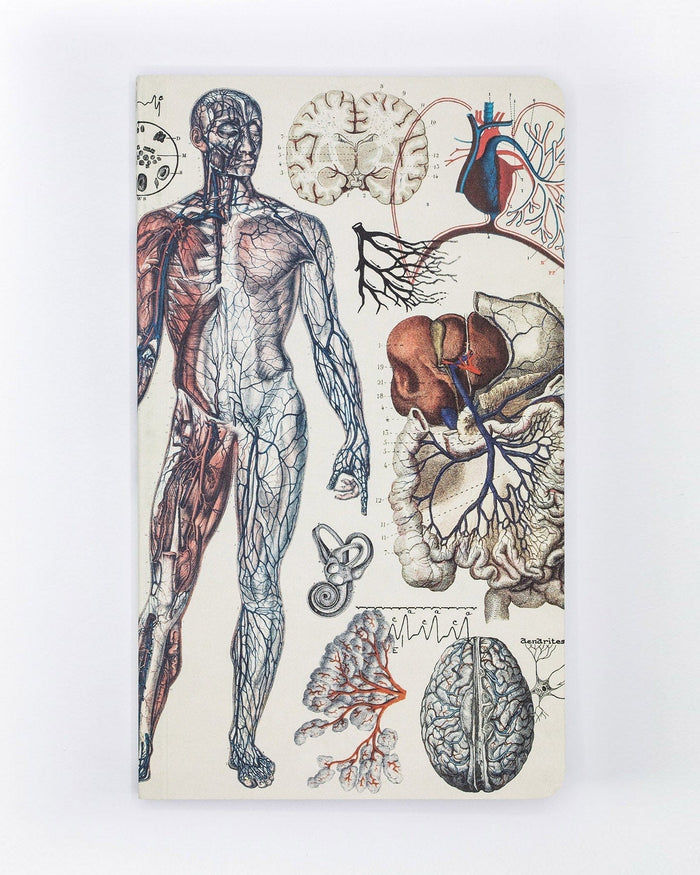 Anatomy: Vascular Yearly Planner Cognitive Surplus