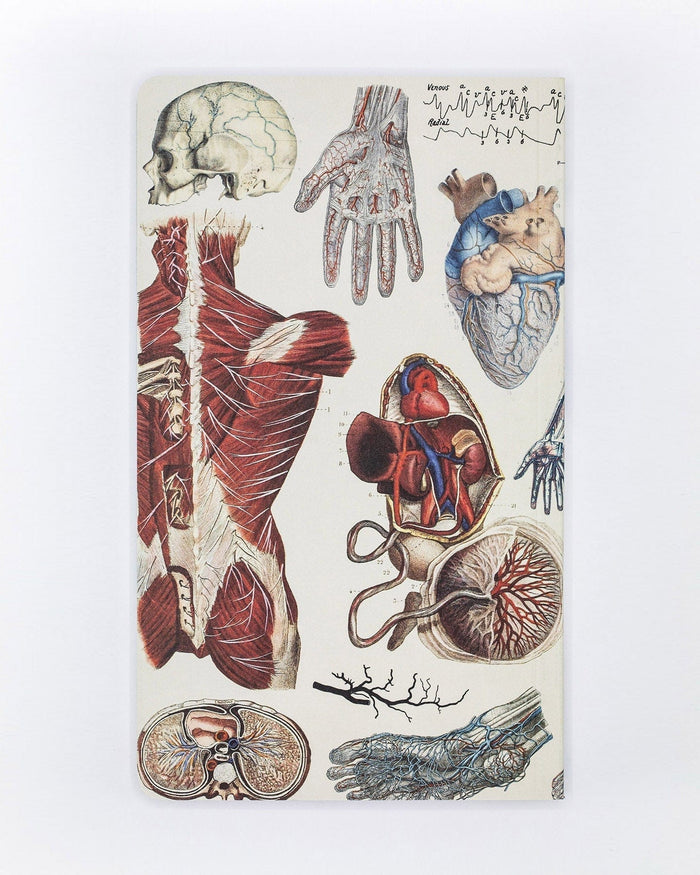Anatomy: Vascular Yearly Planner Cognitive Surplus