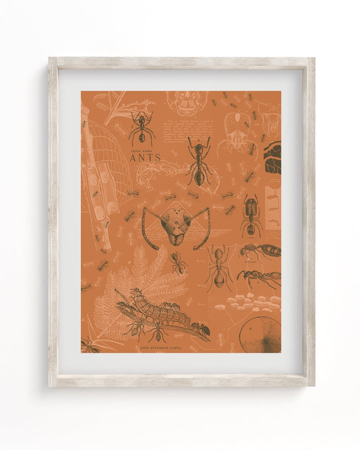 Ants Museum Print Cognitive Surplus