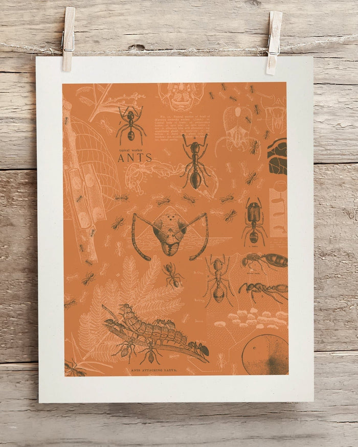 Ants Museum Print Cognitive Surplus