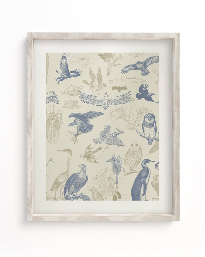 Birds of Prey Museum Print Cognitive Surplus