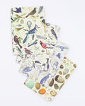 Birds: Ornithology Pocket Notebook 4-pack Cognitive Surplus