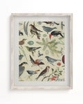 Birds Museum Print Cognitive Surplus