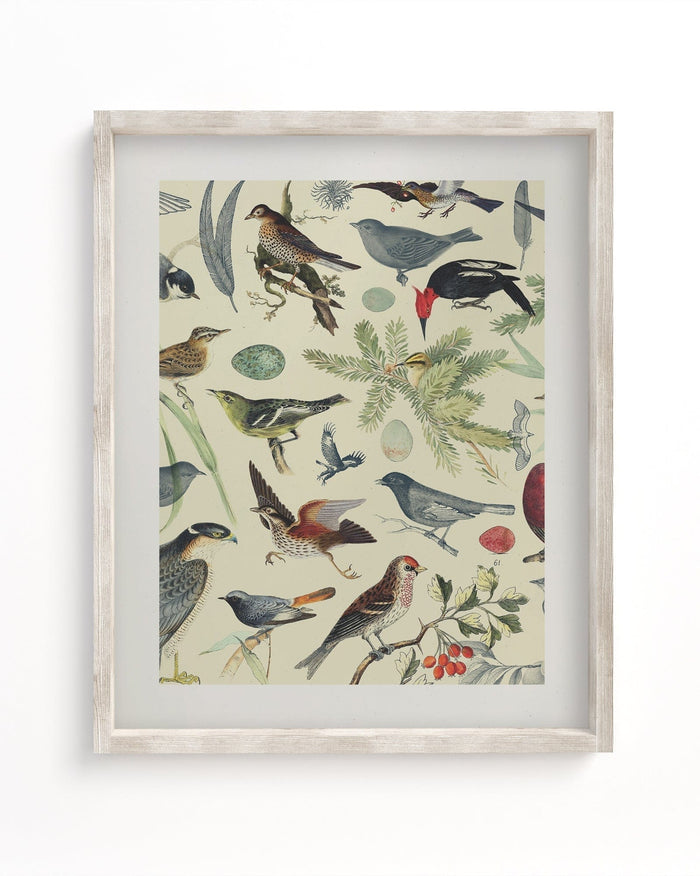 Birds Museum Print Cognitive Surplus