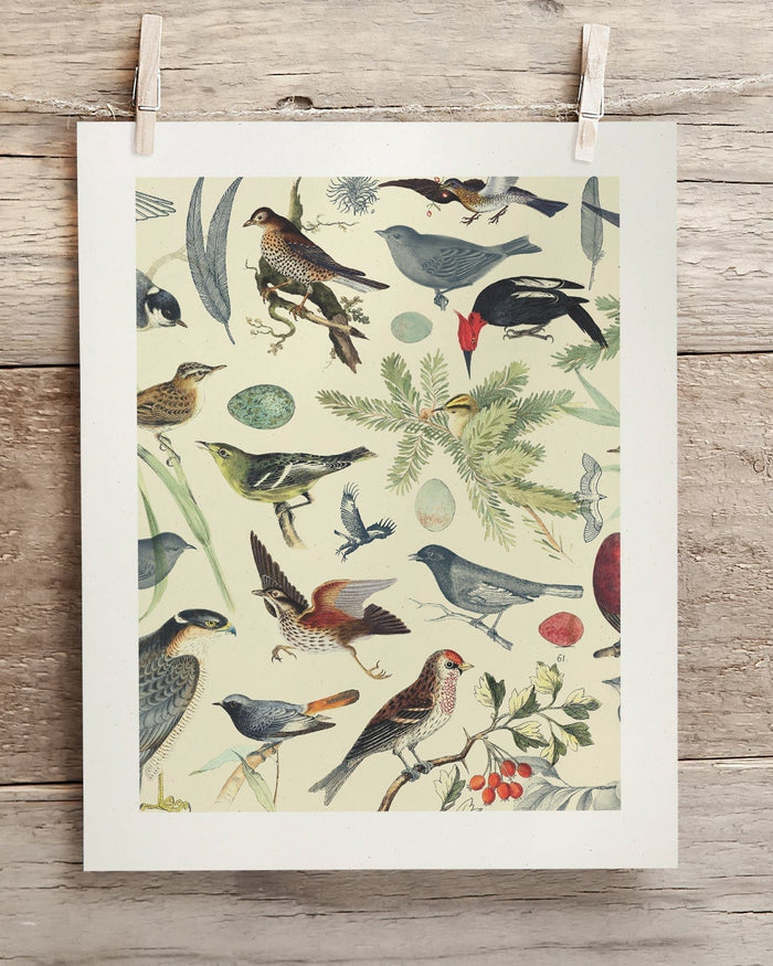 Birds Museum Print Cognitive Surplus