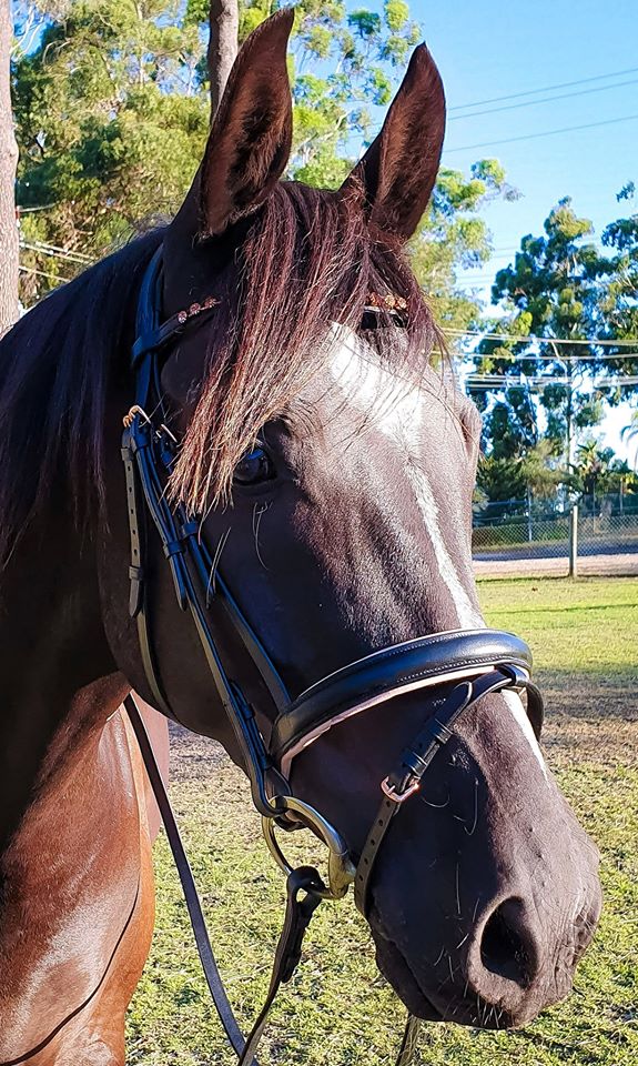 Blush Rose Gold Bridle - Wanneroo Stockfeeders