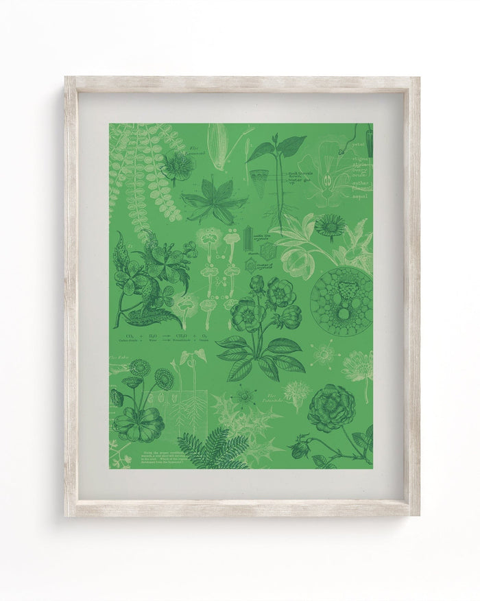 Botany Museum Print Cognitive Surplus