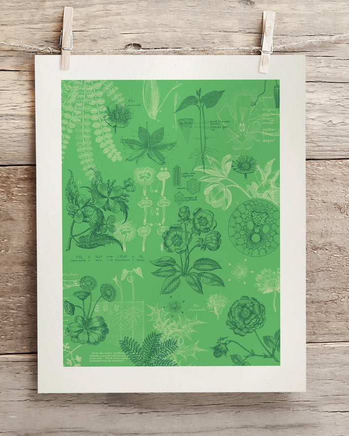 Botany Museum Print Cognitive Surplus