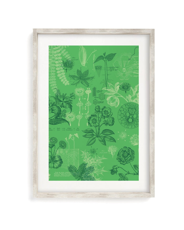Botany Museum Print Cognitive Surplus