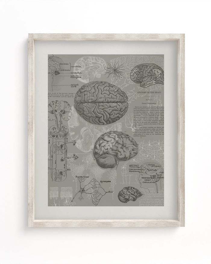 Brain Anatomy Museum Print Cognitive Surplus