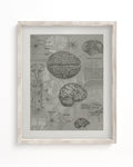 Brain Anatomy Museum Print Cognitive Surplus