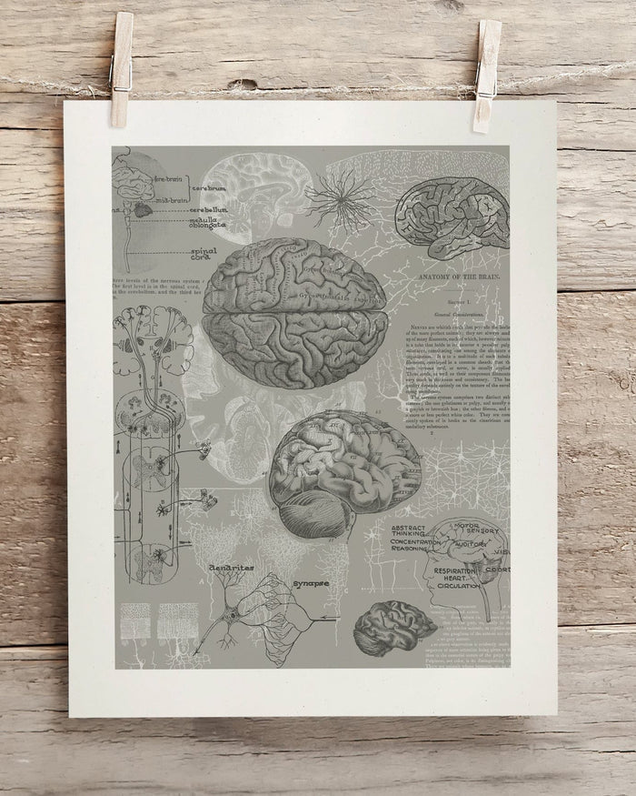 Brain Anatomy Museum Print Cognitive Surplus