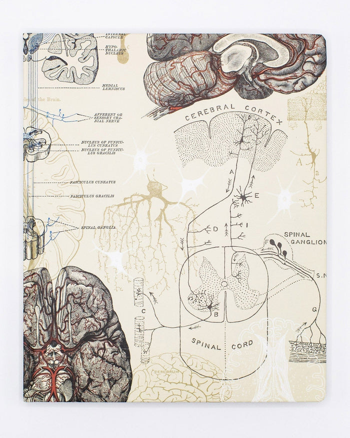 Brain & Neuroscience Lab Notebook Cognitive Surplus