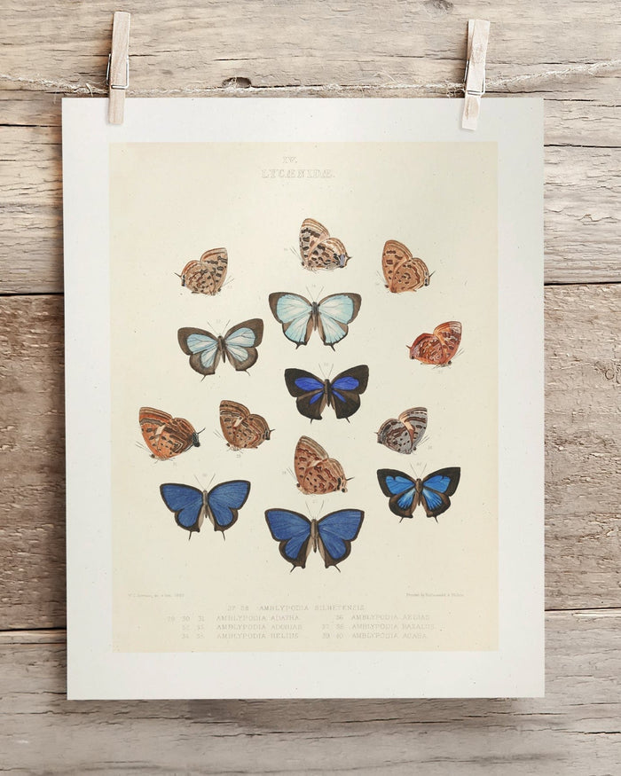 Butterfly Plate 2 Museum Print Cognitive Surplus