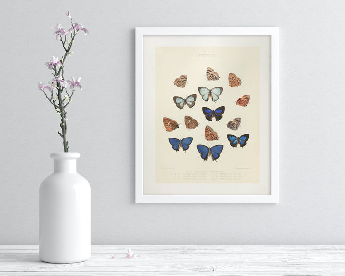Butterfly Plate 2 Museum Print Cognitive Surplus