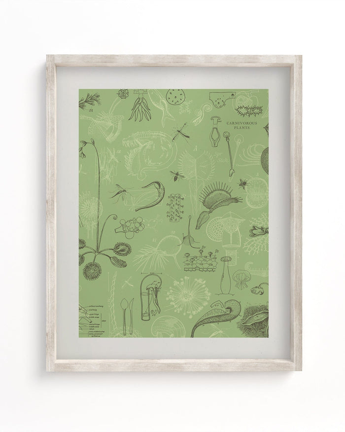 Carnivorous Plants Museum Print Cognitive Surplus