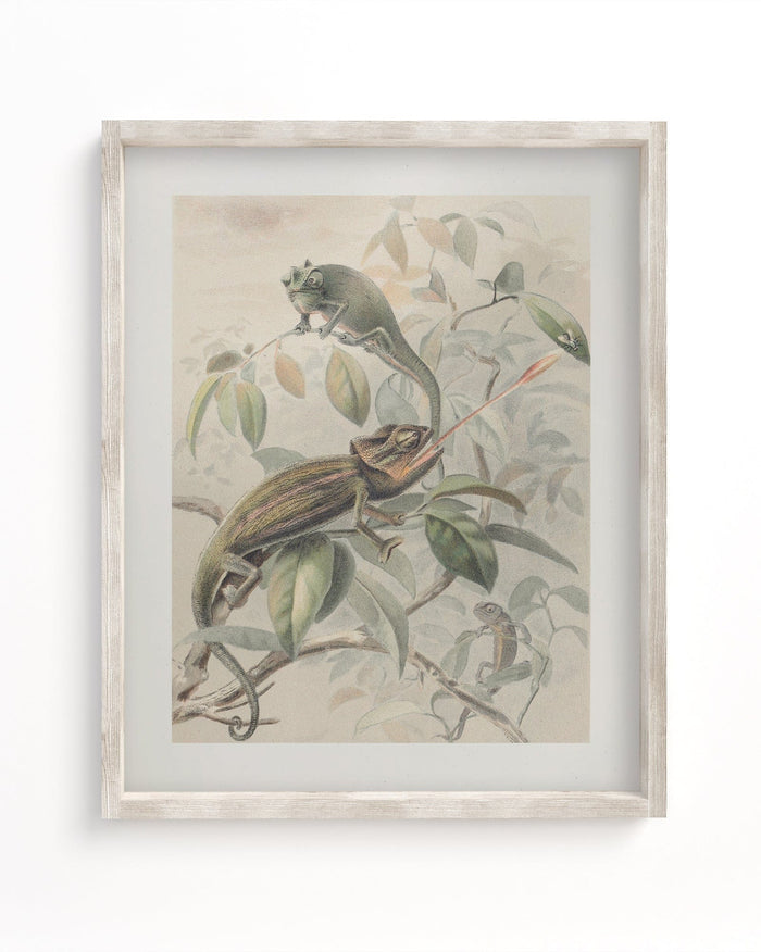 Chameleon Museum Print Cognitive Surplus