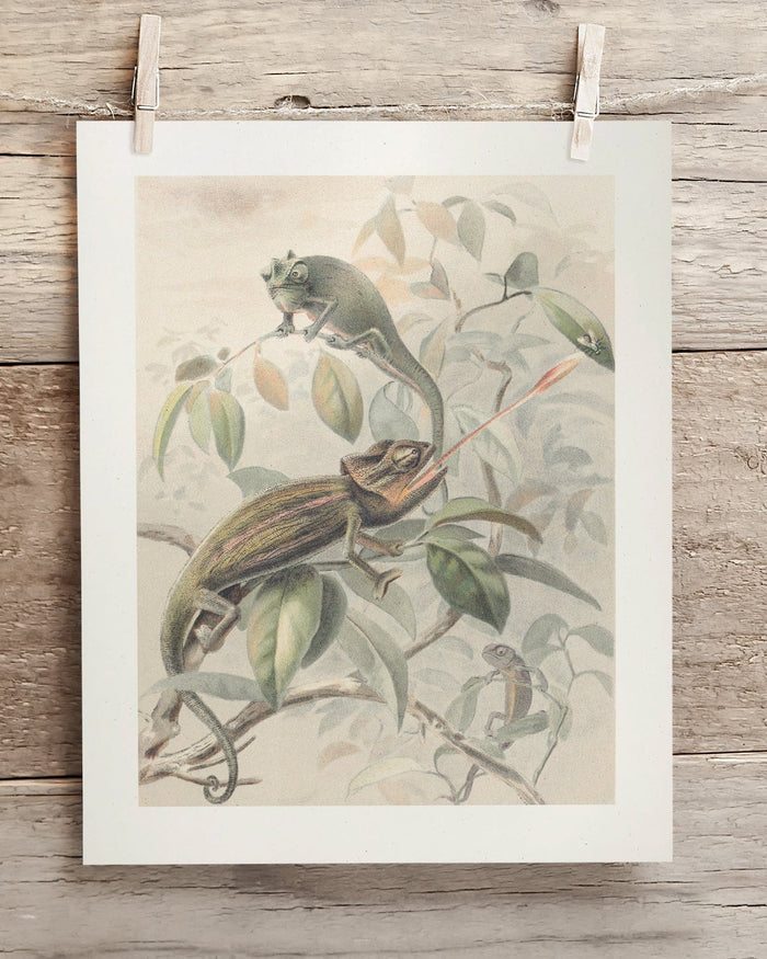 Chameleon Museum Print Cognitive Surplus