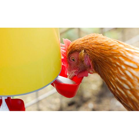 Chook Tower Drinker - Wanneroo Stock Feeders