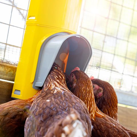 Chook Tower Feeder - Wanneroo Stock Feeders
