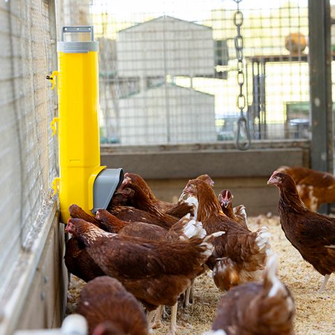 Chook Tower Feeder - Wanneroo Stock Feeders