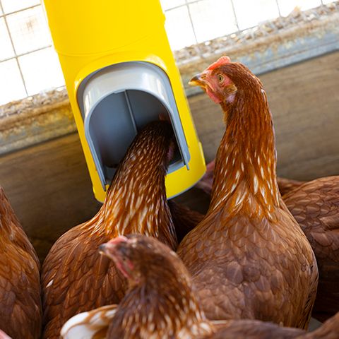 Chook Tower Feeder - Wanneroo Stock Feeders