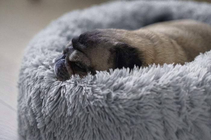 CloudPaws Calming Dog Bed