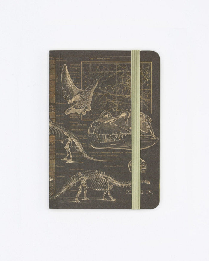 Dinosaur Bones Observation Softcover Cognitive Surplus