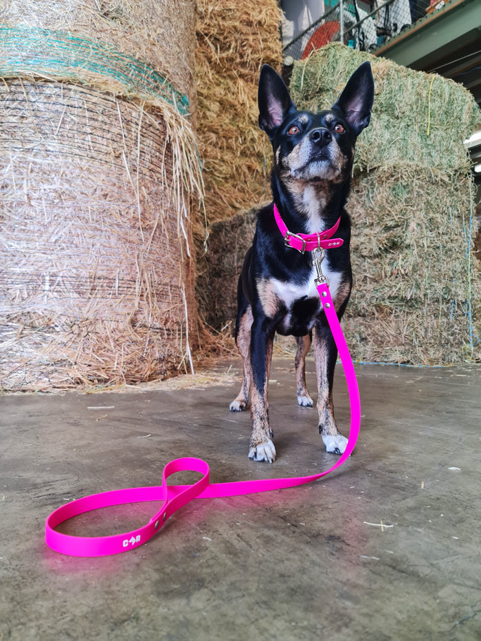 Dog Collar Standard - Wanneroo Stockfeeders
