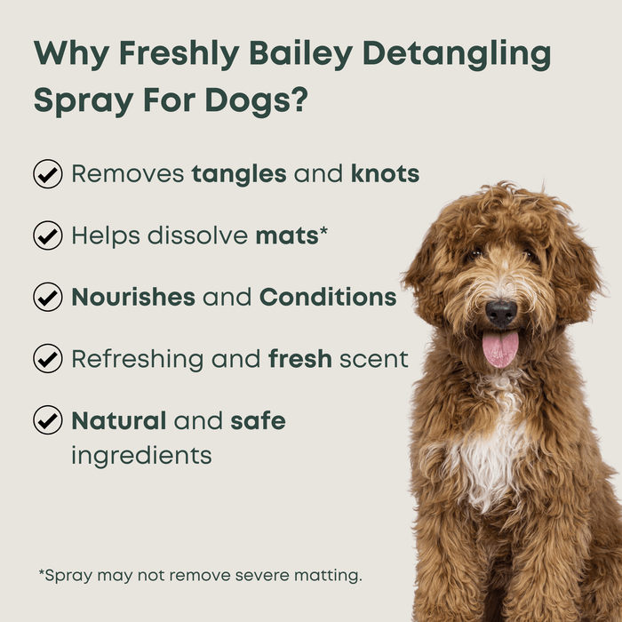 brushing a doodle after applying detangler spray on damp fur