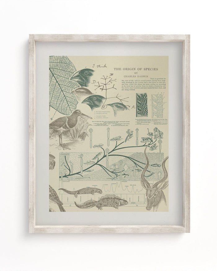 Evolution Museum Print Cognitive Surplus