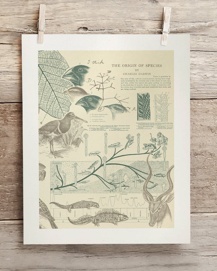 Evolution Museum Print Cognitive Surplus