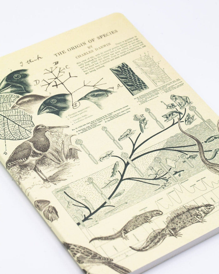 Evolution Softcover - Lined Cognitive Surplus