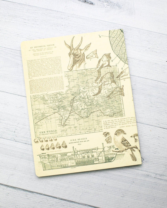 Evolution Softcover - Lined Cognitive Surplus