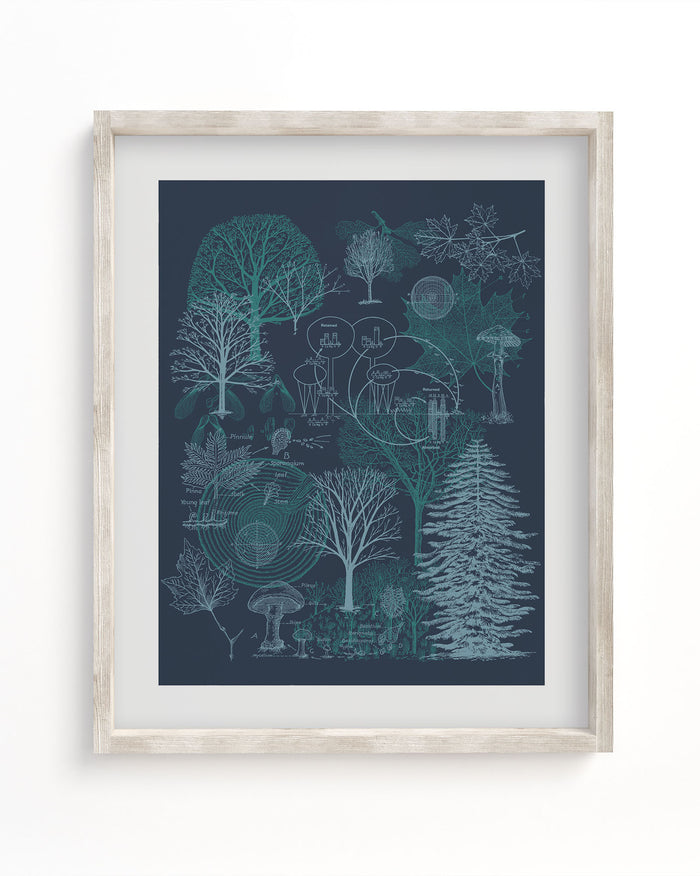 A framed art print of a Forest Scientific Illustration Museum Print from Cognitive Surplus with trees on it.
