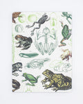 Cognitive Surplus' Frogs & Toads Softcover Notebook - Lined on a white background.