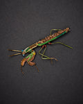 Green Mantis Brooch Pin - Trovelore